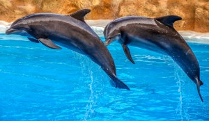 DOLPHIN FUN